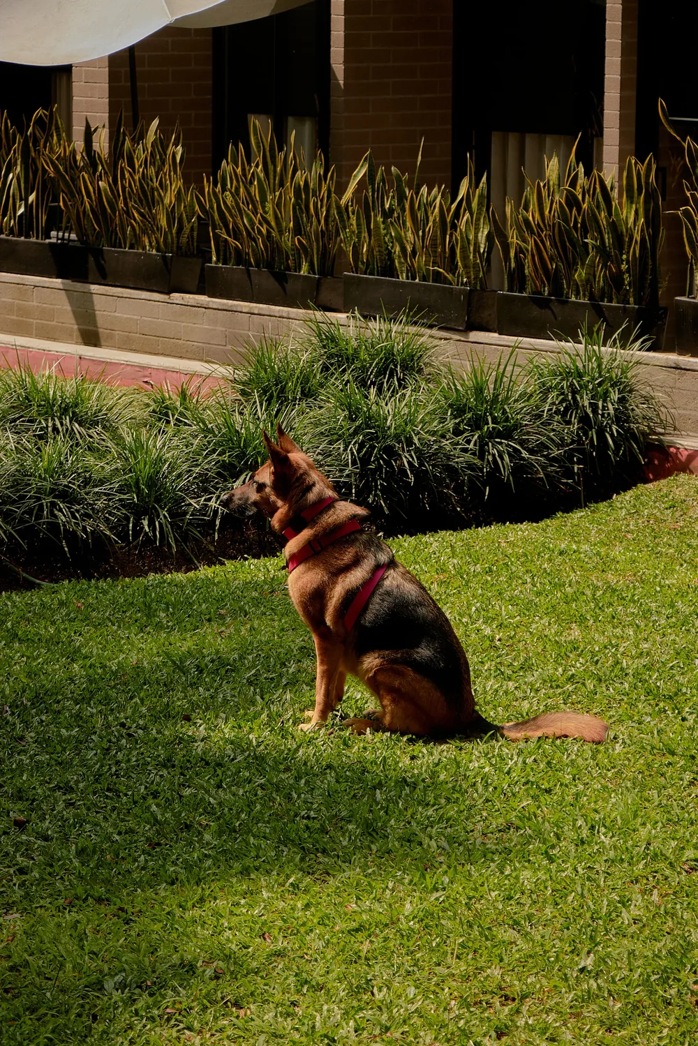 A dog enjoying the green areas at pet-friendly Loma Verde, El Poblado, Medellín